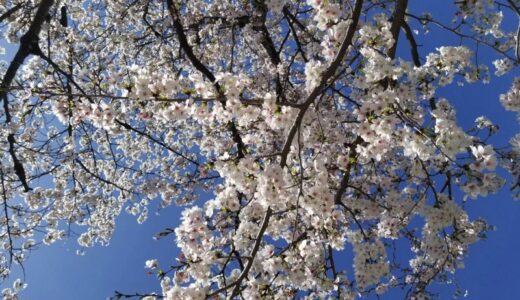 青空と桜の最高の組み合わせ