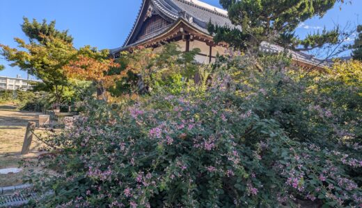 圓光寺の萩が見頃を迎えております